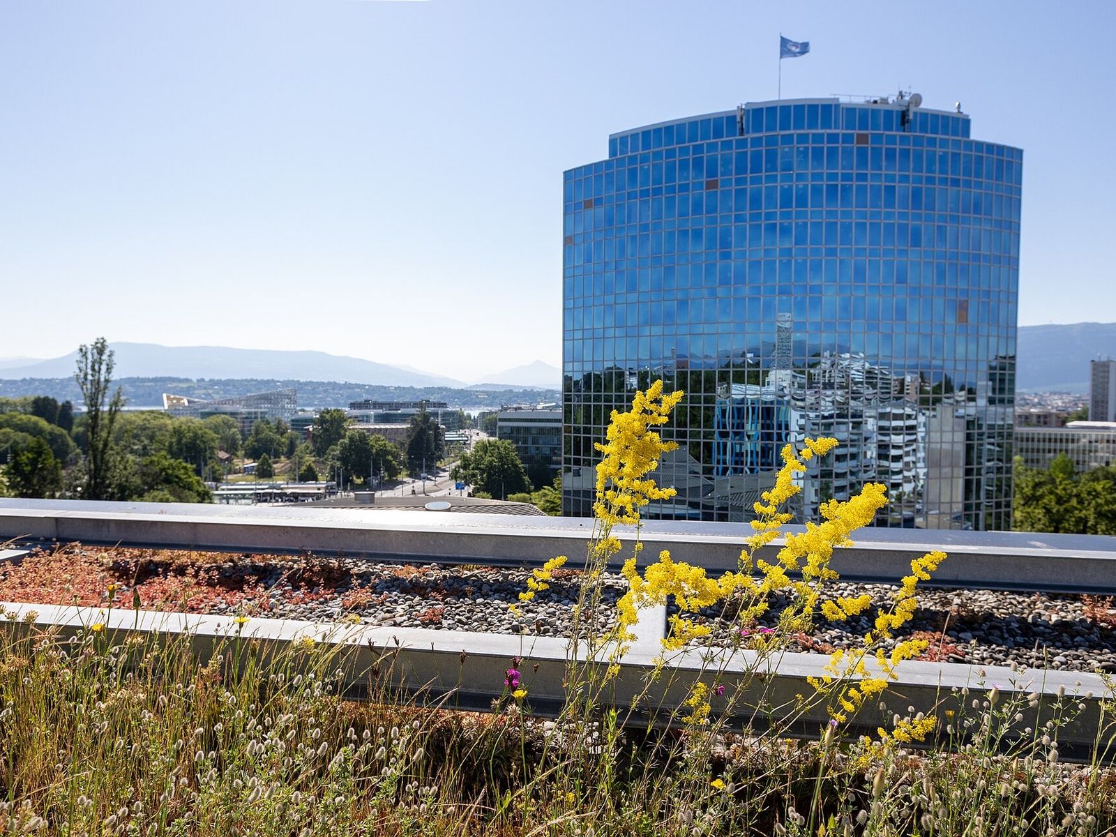 Telhado verde com flores amarelas diante de um edifício envidraçado
